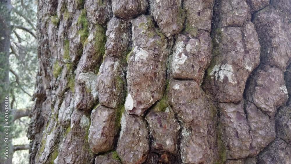 dry tree bark texture and background, nature concept dry tree bark texture and background, nature concept