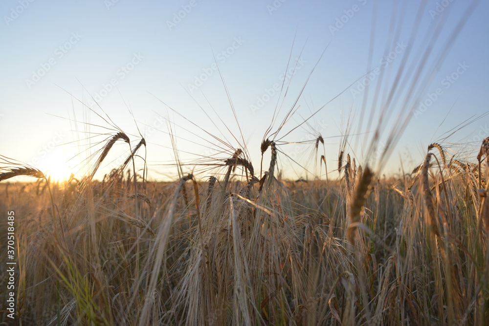 spikelets of wheat on a wheat field in the morning