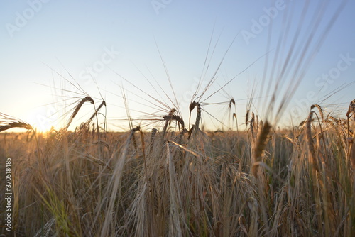 Obraz na płótnie spikelets of wheat on a wheat field in the morning w salonie