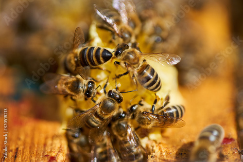Bees inside the hive © Xalanx