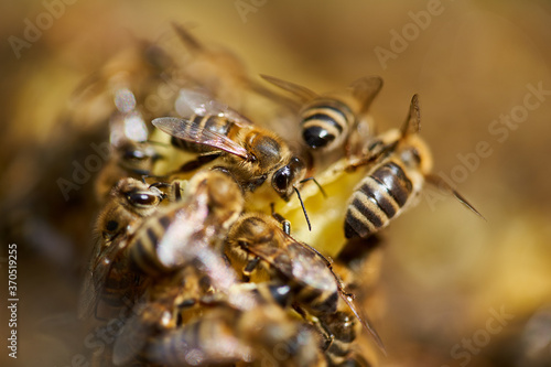 Bees inside the hive
