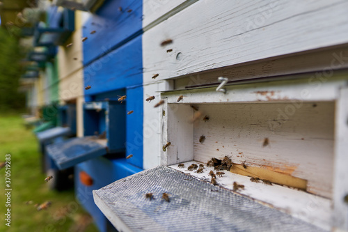 Closeup of bee hives working