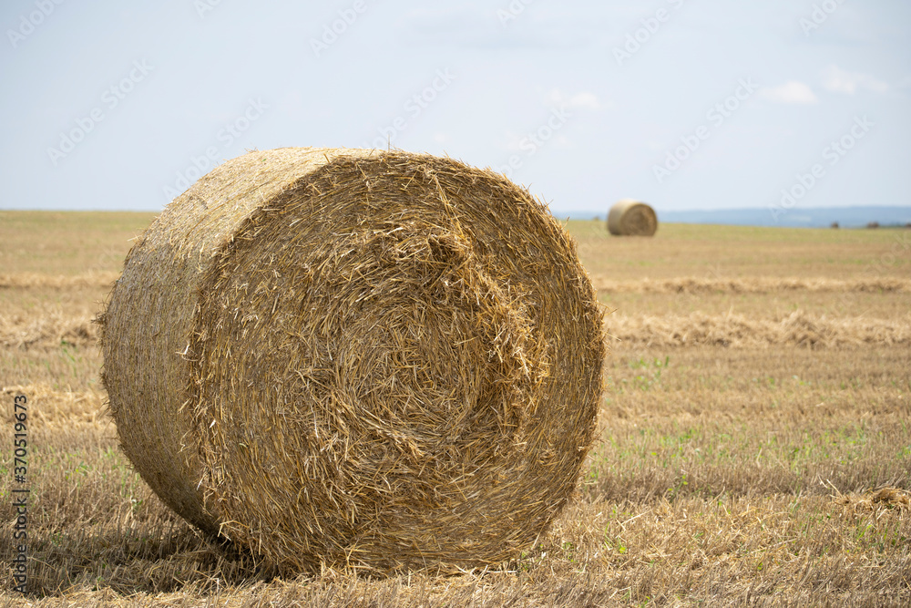 Agricultural field made of yellow straw round large bales after harvest, straw rolls, straw bales on the agricultural field. Hay collection in the summer field. Úri, Hungary - 03/07/2020 Agricultural field made of yellow straw round large bales after harvest, straw rolls, straw bales on the agricultural field. Hay collection in the summer field. Úri, Hungary - 03/07/2020