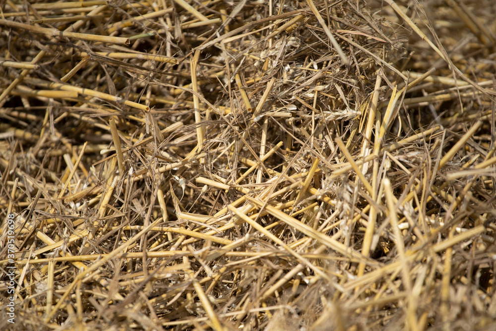 Close up image of big round yellow straw bales after harvest Straw, hay collection in the summer field. Úri, Hungary - 03/07/2020