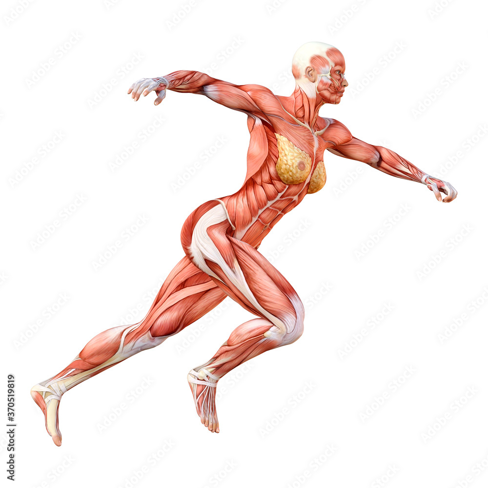 3D Rendering Female Anatomy Figure on White