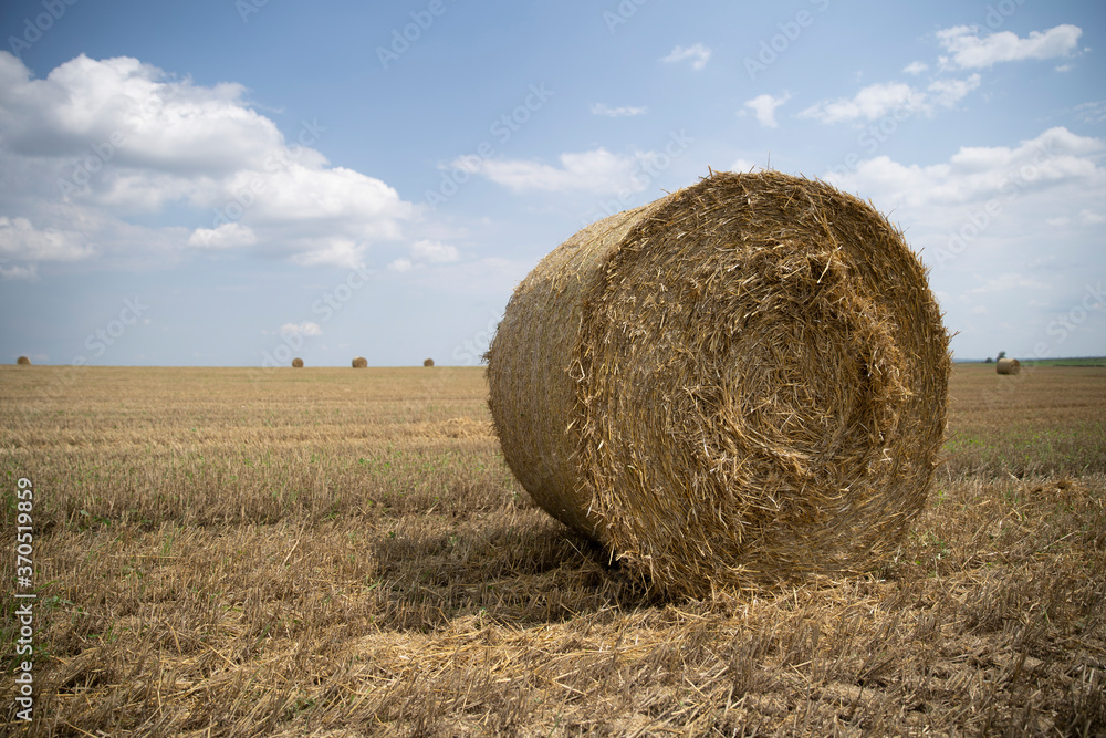 Agricultural field made of yellow straw round large bales after harvest, straw rolls, straw bales on the agricultural field. Hay collection in the summer field. Úri, Hungary - 03/07/2020