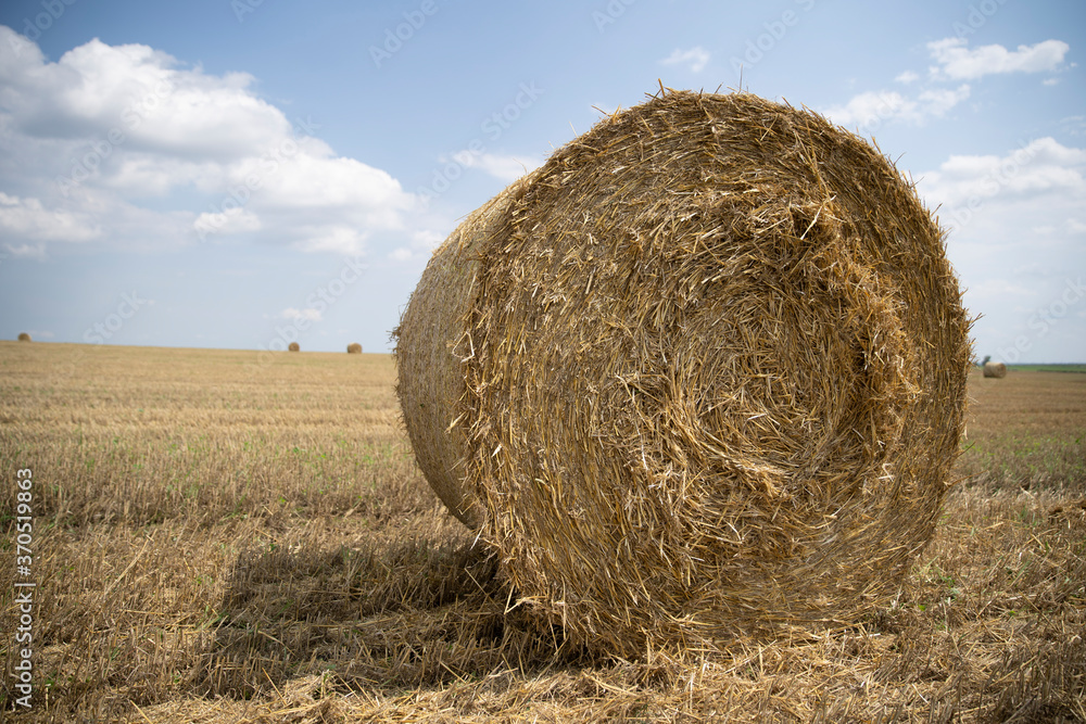 Agricultural field made of yellow straw round large bales after harvest, straw rolls, straw bales on the agricultural field. Hay collection in the summer field. Úri, Hungary - 03/07/2020 Agricultural field made of yellow straw round large bales after harvest, straw rolls, straw bales on the agricultural field. Hay collection in the summer field. Úri, Hungary - 03/07/2020