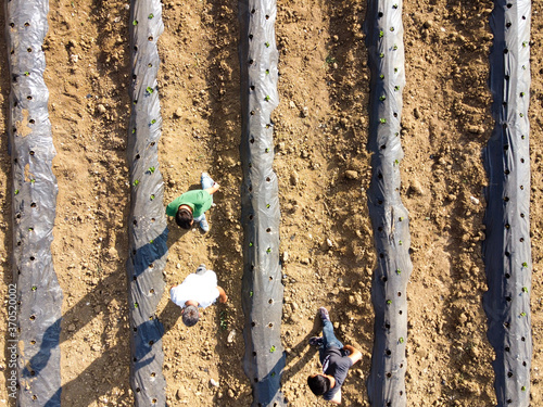 Strawberry seedlings are planted in rows with black plastic protecting them