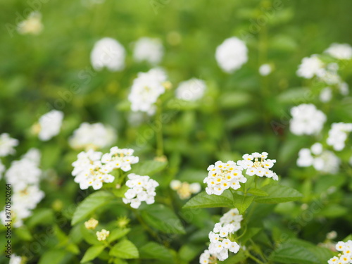 White color flower Lantana camara, Verbenaceae semi pointed shrub pointed leaf edge sawtooth blooming in garden blurred of nature background