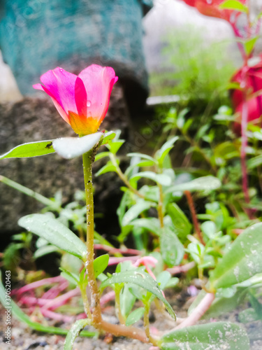 Bedrose flower of rose color with yellow at the center and green small leaves. photo