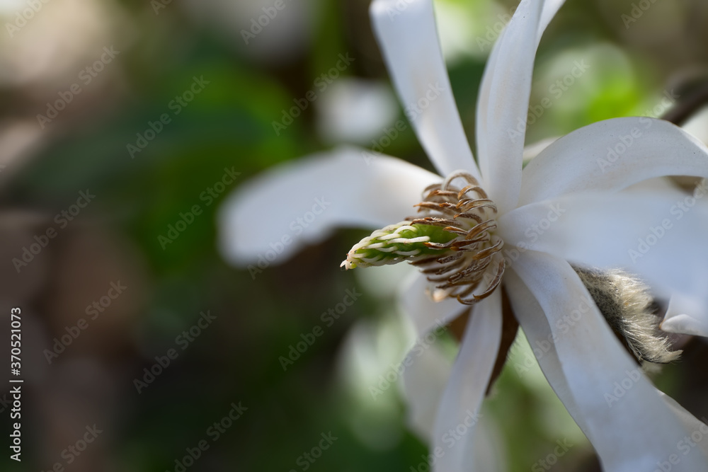 White Magnolia Flower, focus on the stamen and the bud behind the petal at the bottom right. Blurred background White Magnolia Flower, focus on the stamen and the bud behind the petal at the bottom right. Blurred background