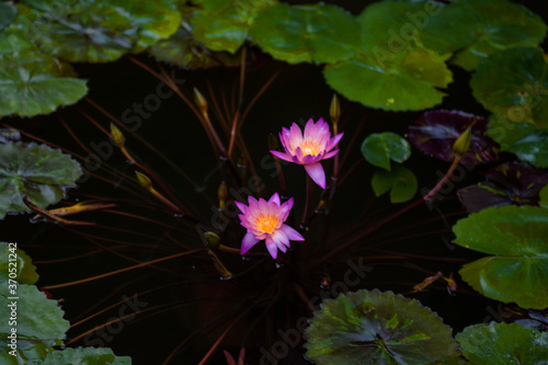 The fantasic nightview of the white water lily flowers at lotus pond rainy day. photo