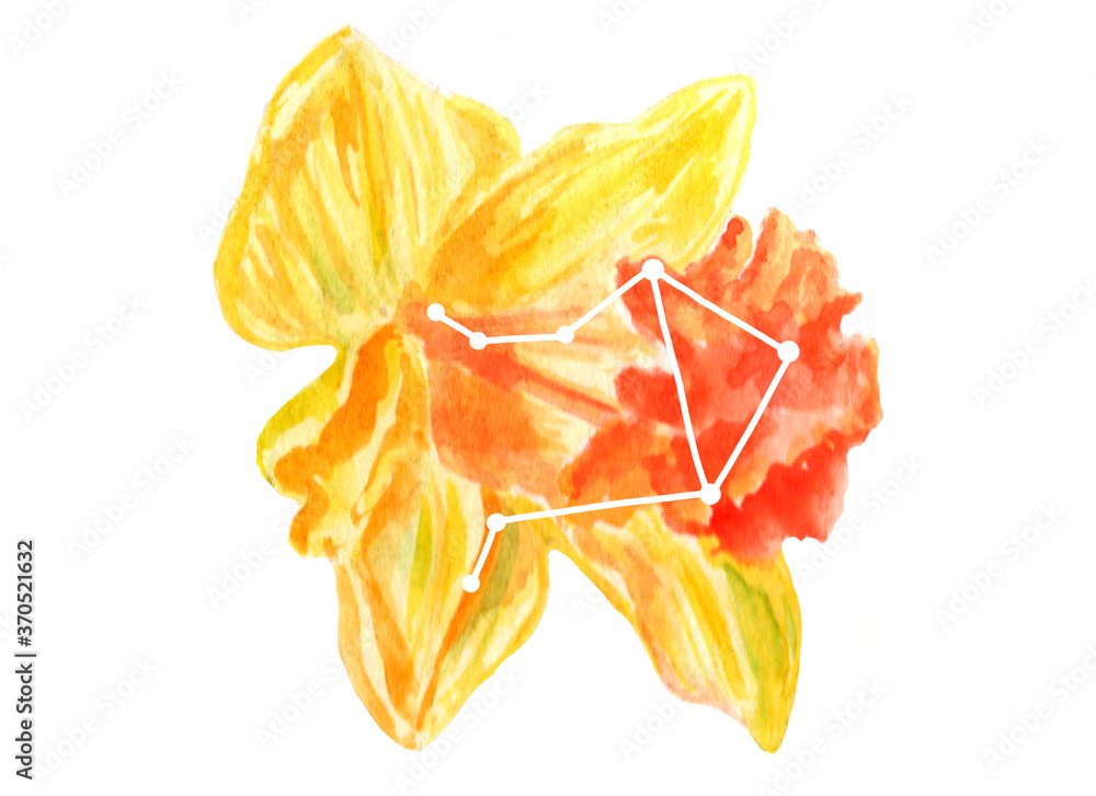 Watercolor bright yellow illustration of narcissus flower with libra