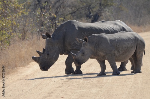 white rhino walking in the wild