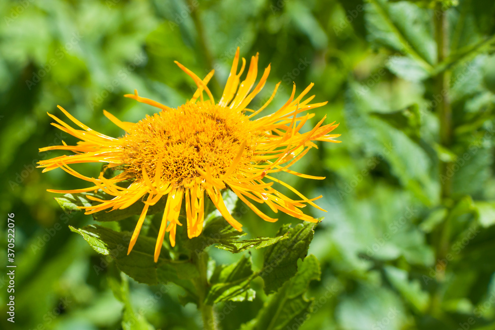 Alpine wild flowers close-up, sunlight and daytime, nature background. Blooming flowers.