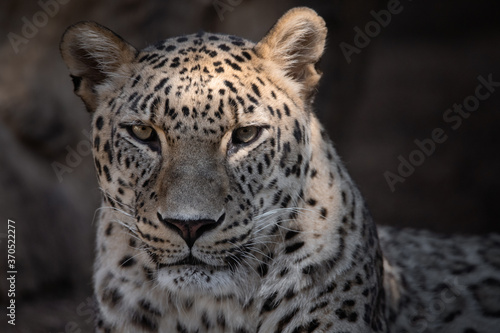 Close up facial portrait of an adult Asian leopard