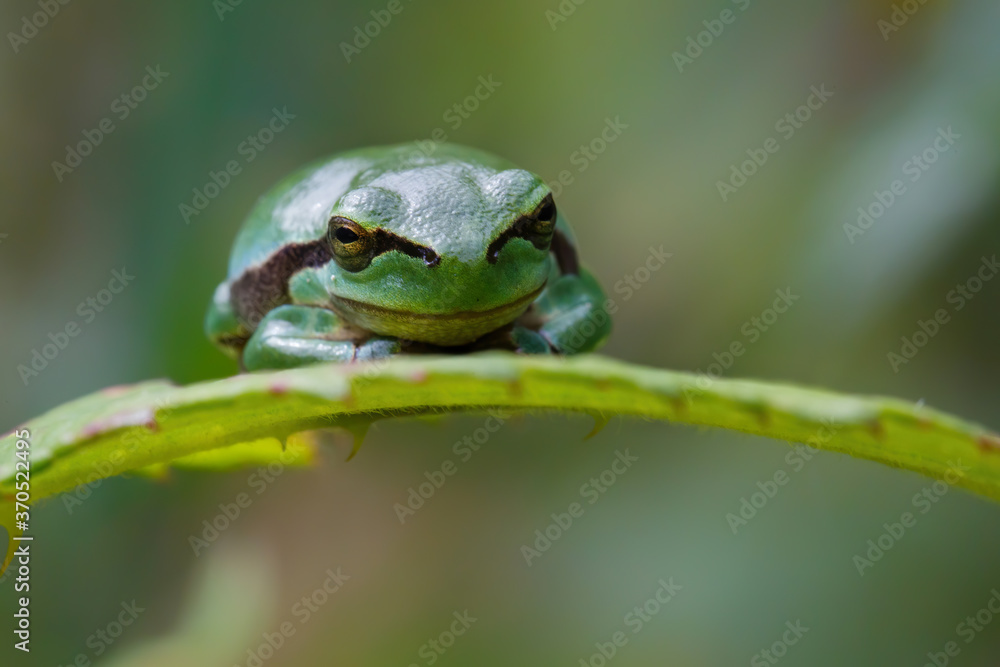 European Tree Frog (Hyla arborea) sitting on a Bramble (Rubus sp.) bush in the forest in Noord Brabant in the Netherlands European Tree Frog (Hyla arborea) sitting on a Bramble (Rubus sp.) bush in the forest in Noord Brabant in the Netherlands