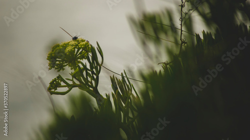 Mosca sobre planta 