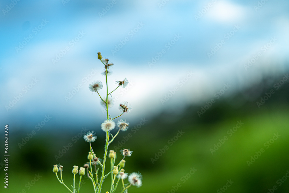 A close up of a beautiful plant in a landscape with shallow depth of field. A close up of a beautiful plant in a landscape with shallow depth of field.
