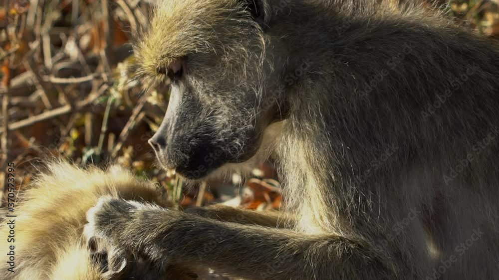 Baboon in the wild in Africa