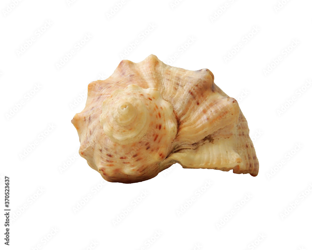 Sea shell insulation Sea shell insulation
