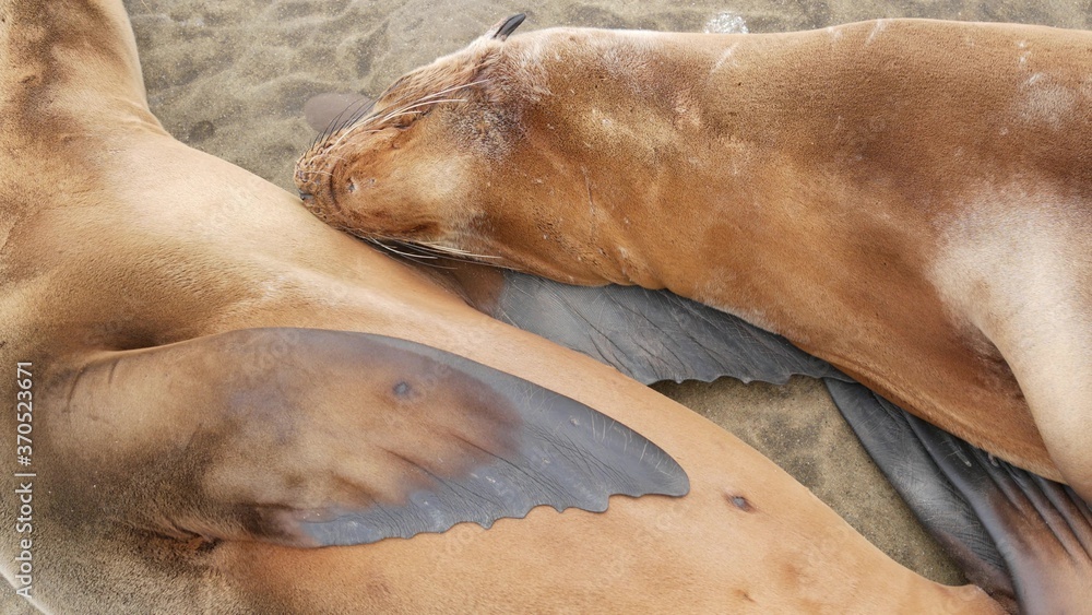 Fototapeta premium Cute baby cub, sweet sea lion pup and mother. Funny lazy seals, ocean beach wildlife, La Jolla, San Diego, California, USA. Funny awkward sleepy marine animal on pacific coast. Family love and care