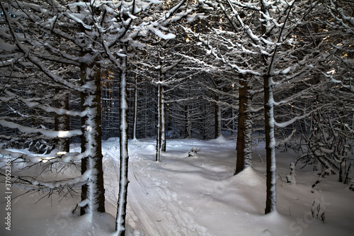 snow covered trees