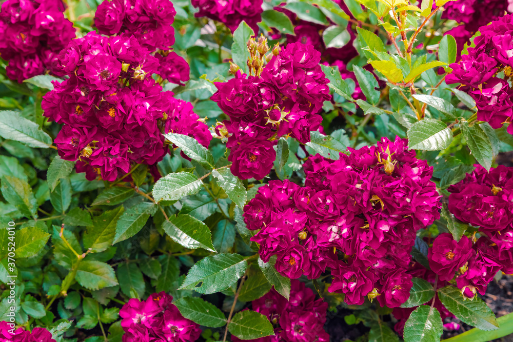 Beautiful red spray roses in the summer garden. Beautiful red spray roses in the summer garden.