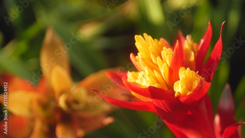 Blurred close up macro of colorful tropical flower in spring garden with tender petals among sunny lush foliage. Abstract natural exotic background with copy space. Floral blossom and leaves pattern.