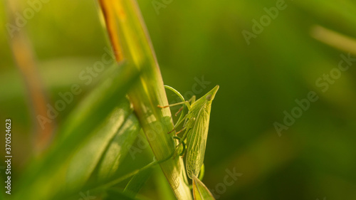 unique grasshopper among lush grass in the meadow