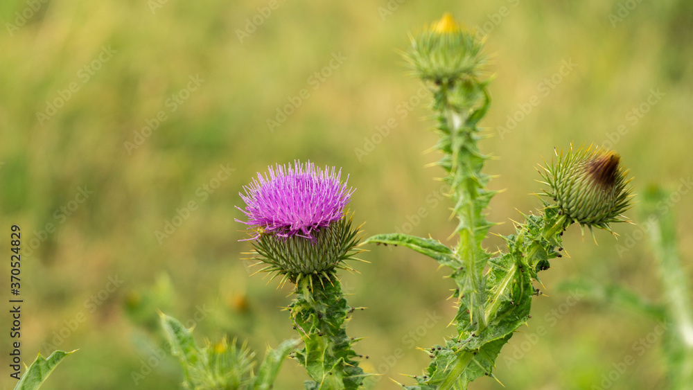 beautiful but prickly thistle growing in the meadow, summer beautiful but prickly thistle growing in the meadow, summer