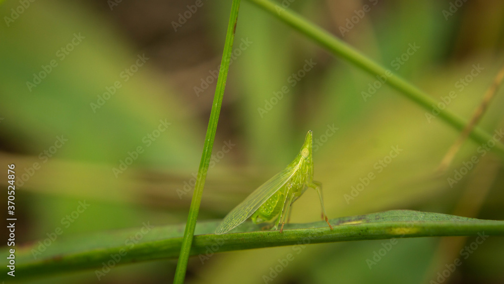 unique grasshopper among lush grass in the meadow unique grasshopper among lush grass in the meadow