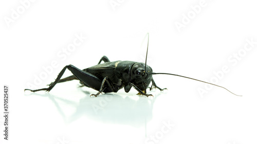 Two-spotted Field Cricket (Gryllus bimaculatus) isolated on white © Claire