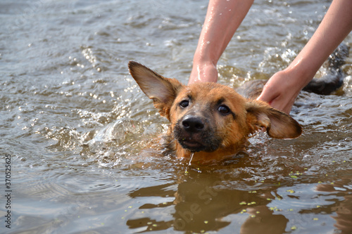 The puppy bathes in the lake.