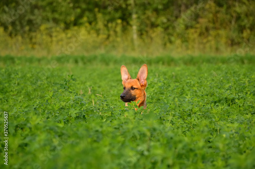 Puppy walking in the field.
