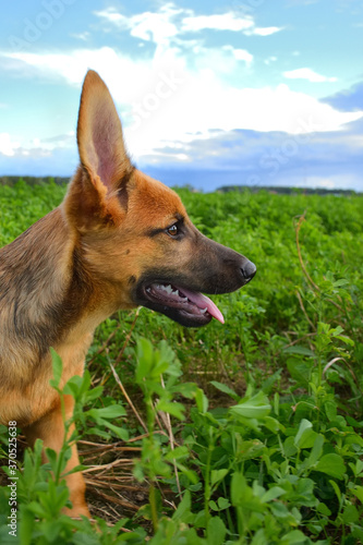 Puppy walking in the field.