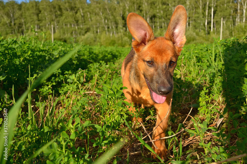 Puppy walking in the field.