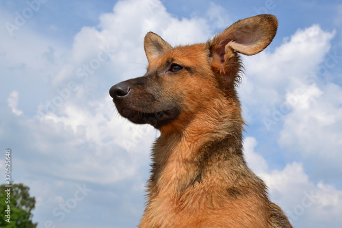 Puppy walking in the field.