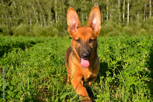 Puppy walking in the field.