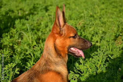 Puppy walking in the field.