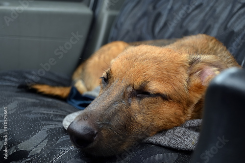 Beauty puppy sleeping in a car.