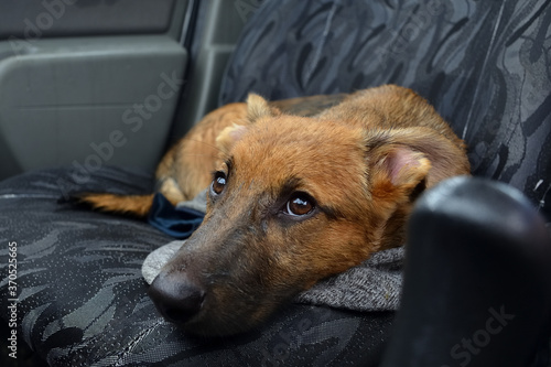 Sad puppy lies in the car.