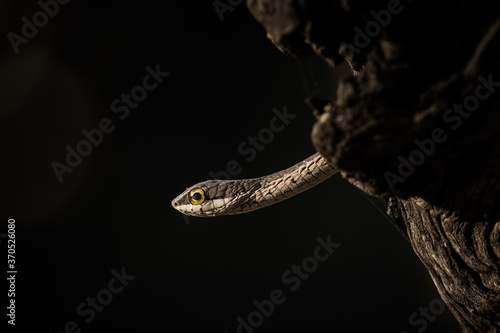 A small snake looks out a tree hole with a yellow eye.