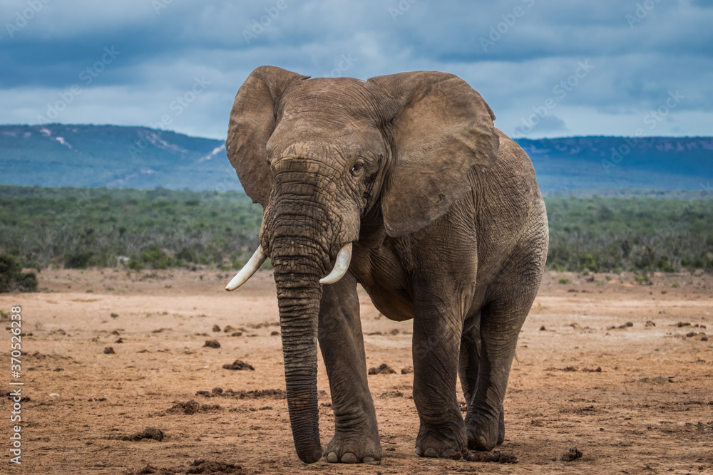 Fototapeta premium An elephant bull walking over the open plains of Africa
