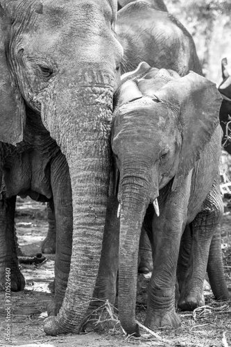 Canvas Print A baby elephant leaning gently against its mother's trunk.