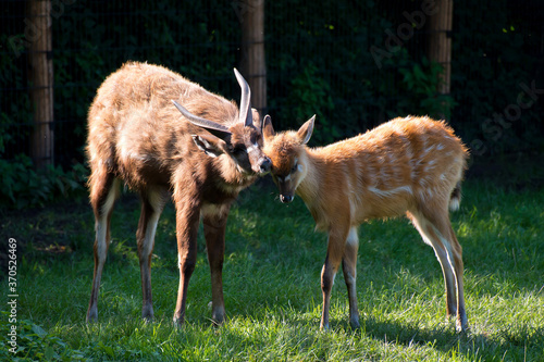 Little deer with his mom on the green grass in Prague zoo