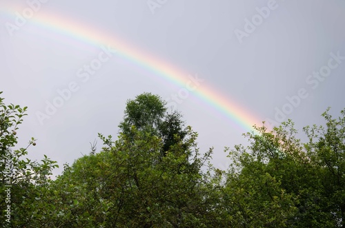 Nature rainbow forest. Burning rainbow background.