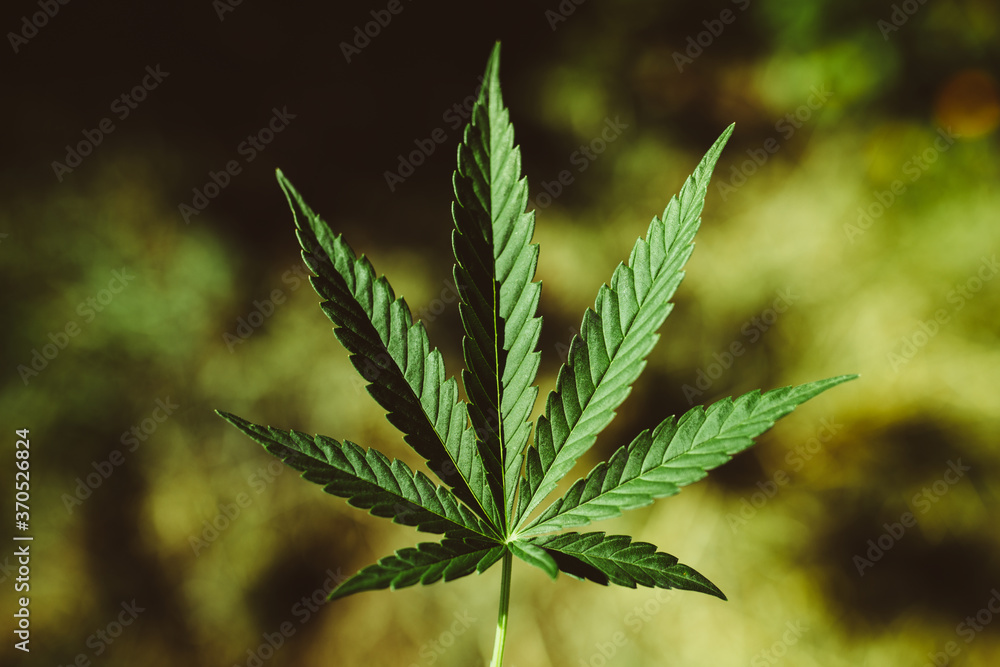 Fototapeta premium medical marijuana leaf