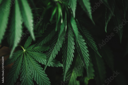 Fototapeta Naklejka Na Ścianę i Meble -  medical cannabis