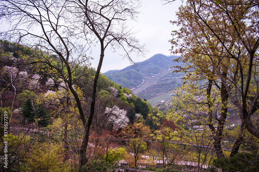 Beautiful white cherry blossom flower trees and early spring color trees background cloudy blue sky. Beautiful white cherry blossom flower trees and early spring color trees background cloudy blue sky.